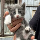Котята 3