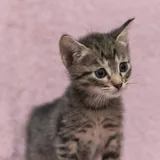 Котята 2