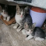 Котята 5