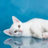 Кошечка Мия, 4 месяца 3