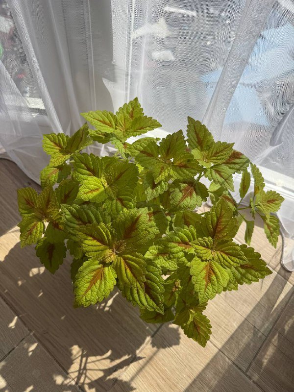 Колеус домашнее растение большой куст, маленький куст