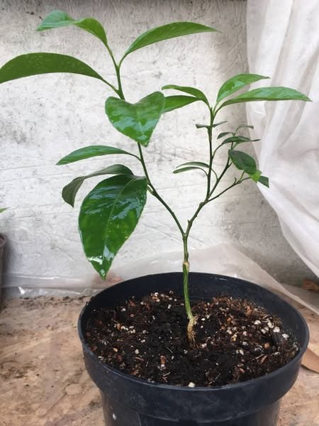 Лайм Красный ФИЛИППИНСКИЙ, Citrus limonia прививка на сеянец помело