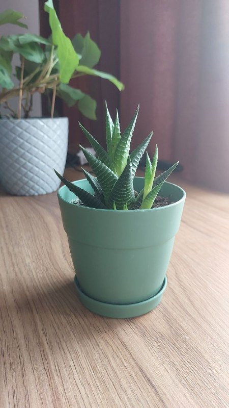 Малышка хавортия 2