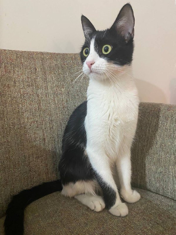 Кошечка Мусьяна с товарами для ухода