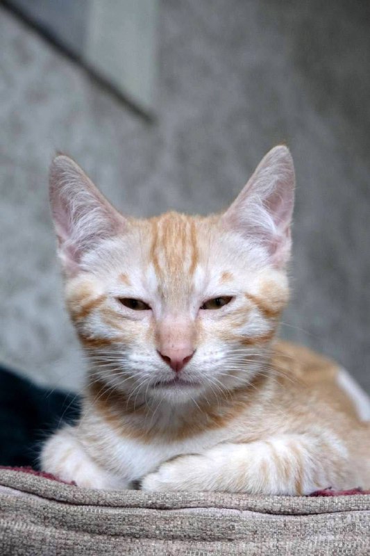 Рыжий котенок мальчик 3 месяца 2