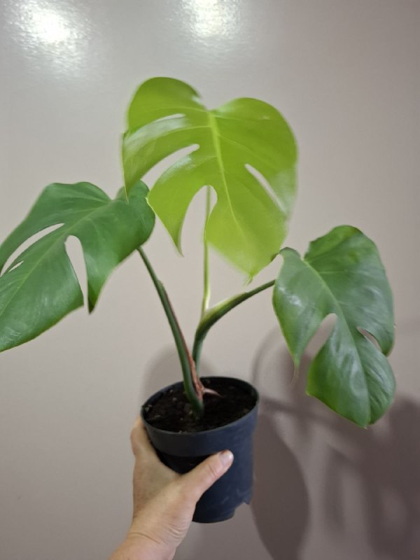 папортник в подвесном горшке, фикус, шеффлера, мини монстера, монстеры 4