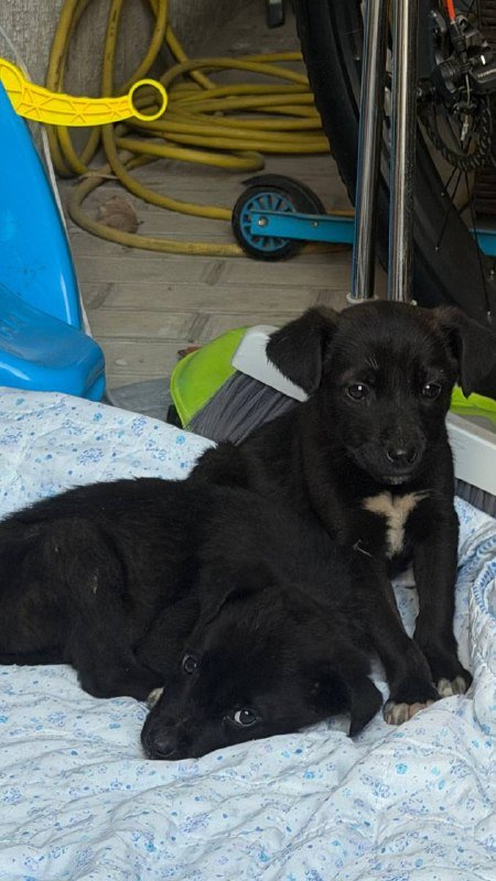 Маленькие чёрные щенки ищут дом