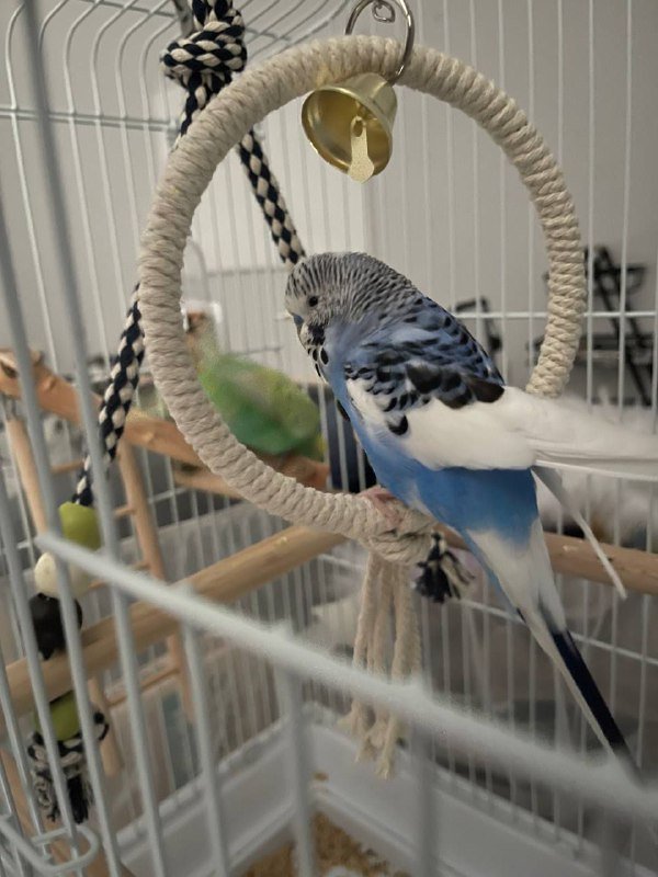 Два волнистых попугая с большой клеткой