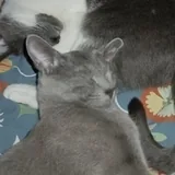 Русский голубой котёнок Грогу 6