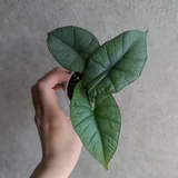 Алоказия бисма 1