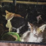 Котята 2