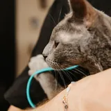 Русский голубой котёнок Грогу 9