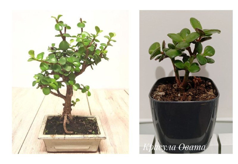 Декабрист, Суккуленты, Хлорофитум, Красула 8