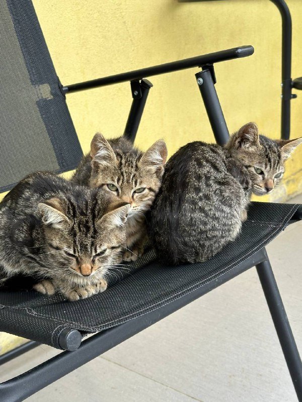 Котята бесплатно 2