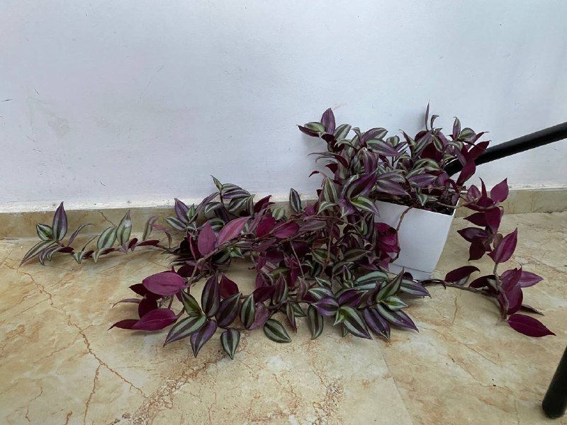 Хлорофитум, Традесканция с горшком 2