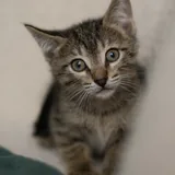 Котята 2