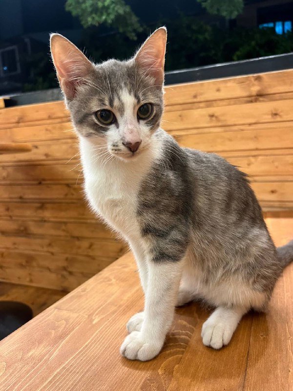 Котик активный ласковый