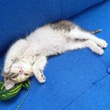 Морошка, котёнок 5