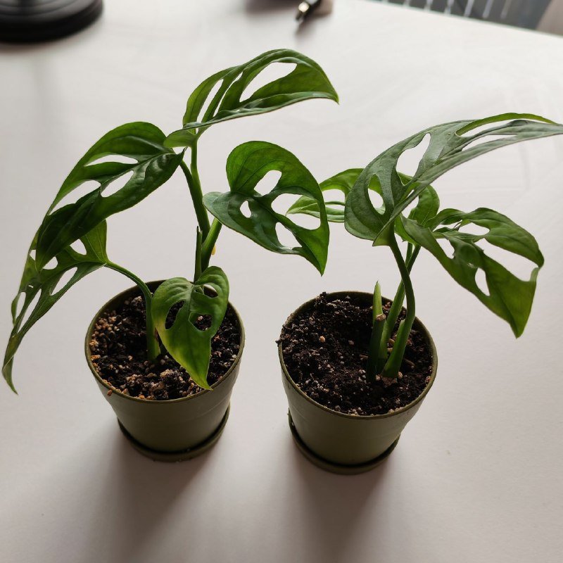 Монстера манки, Сингониум 2