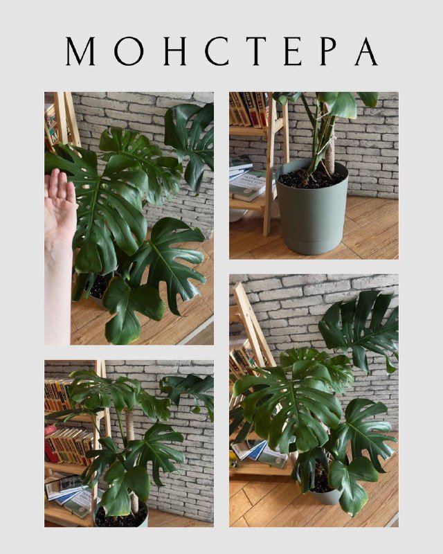Монстера с горшком и опорой 75 см