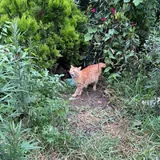 Рыжий кот 1