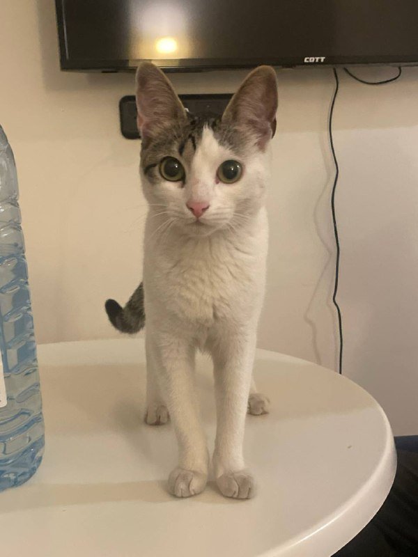 Котенок девочка 5 месяцев ищет дом