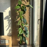 Комнатные растения в горшках 1