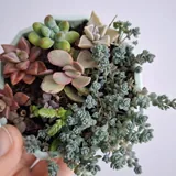Комнатные растения, суккуленты, калатея, традесканция, хлорофитум 3