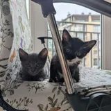 Котята: одна девочка и три мальчика 2