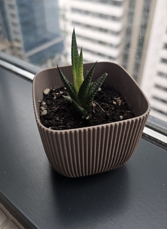 Хавортия лимонолистная