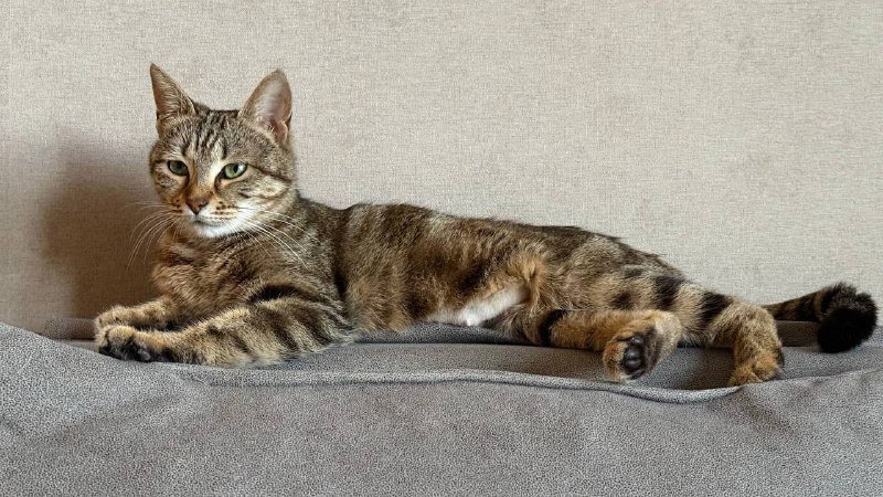 Лилу, кошечка
