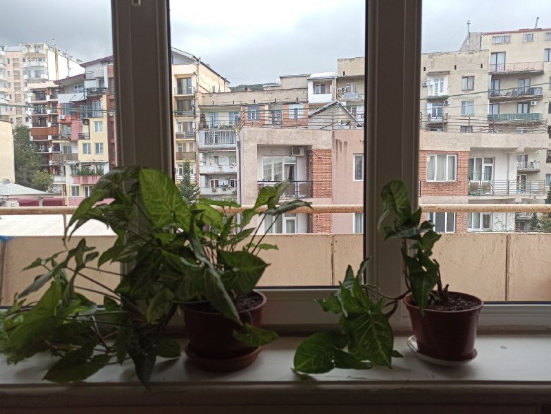 Монстера, Сингониум большой, Сингониум малый 3