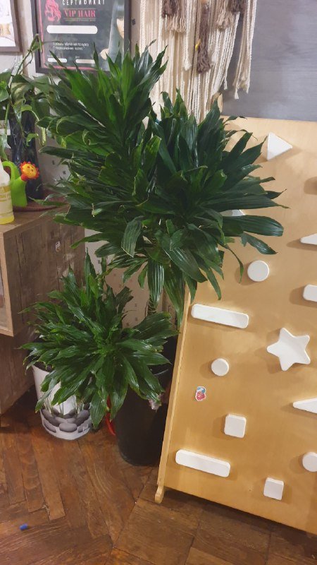 Большая драцена