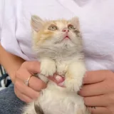 Морошка, котёнок 2