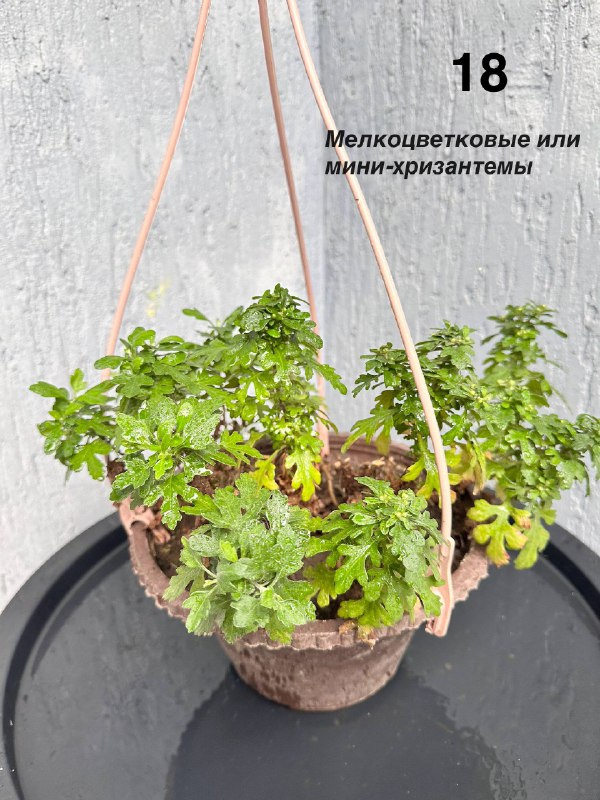 Комнатные растения: традесканция, кофе арабика, цитрусы, авокадо, пуансеттия, азалия, мини-хризантемы 6