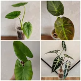 Комнатные растения 9