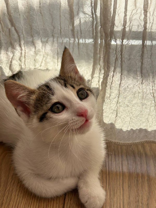 Котята Милка и Бао 2 месяца в дар 3