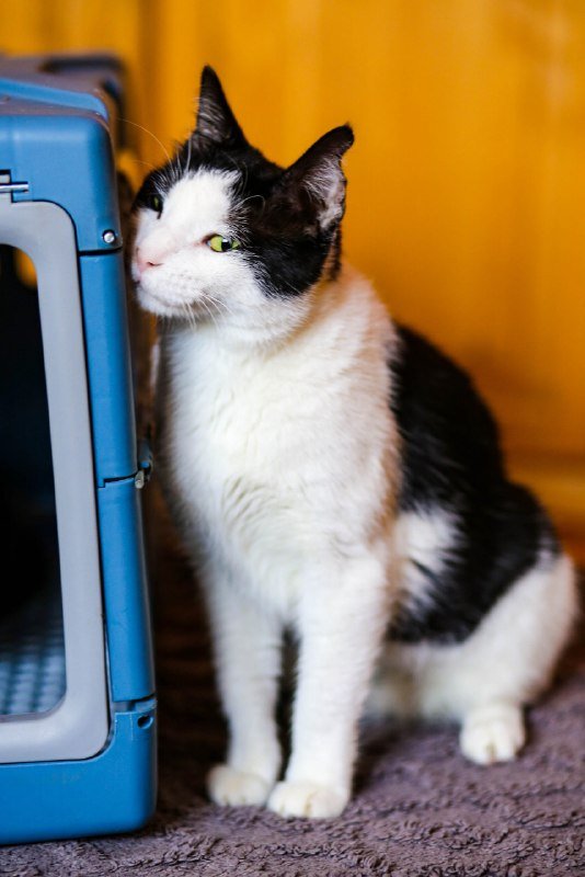 Кошечки Орнелла и Шешем в добрые руки