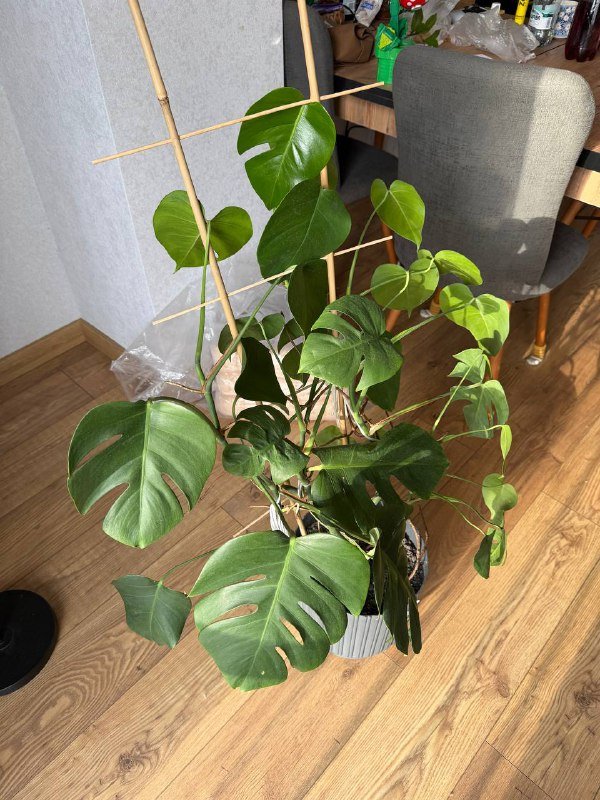 Растение монстера в горшке