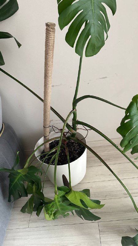 Монстера на реабилитацию 2