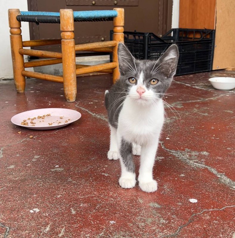 Котята 3 девочки и 2 мальчика 3