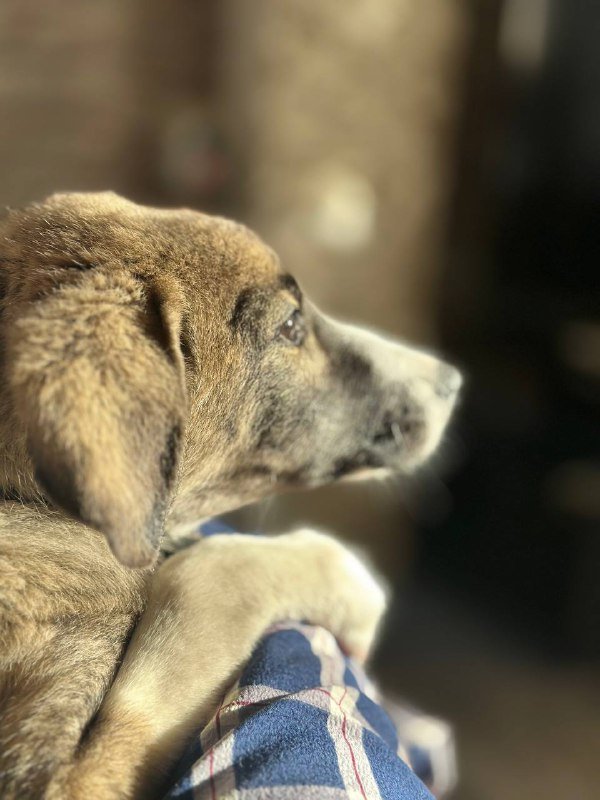 Собака Дора ищет дом 2