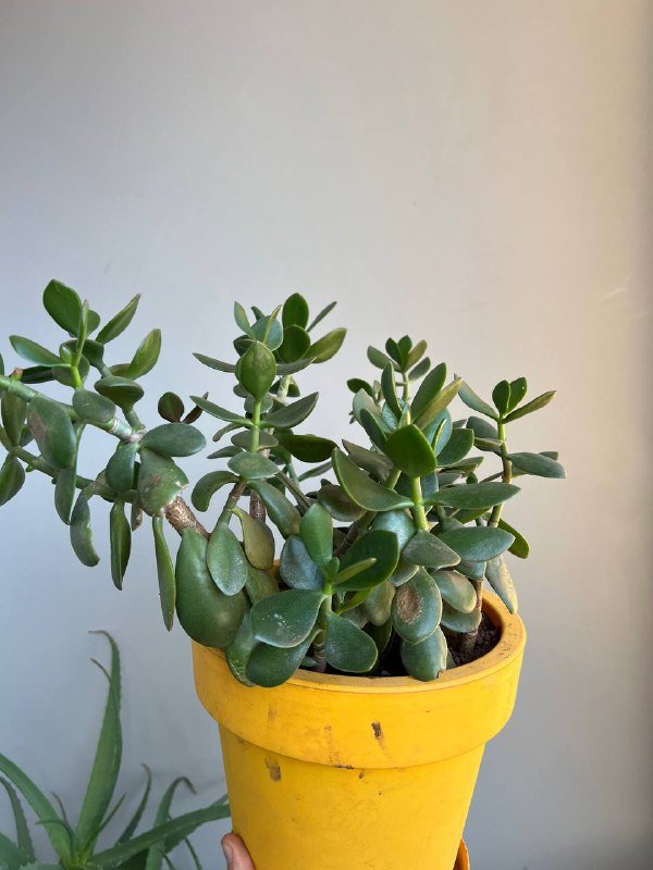 Комнатные растения: Пеперомия, Крассула, Колеус и другие 5