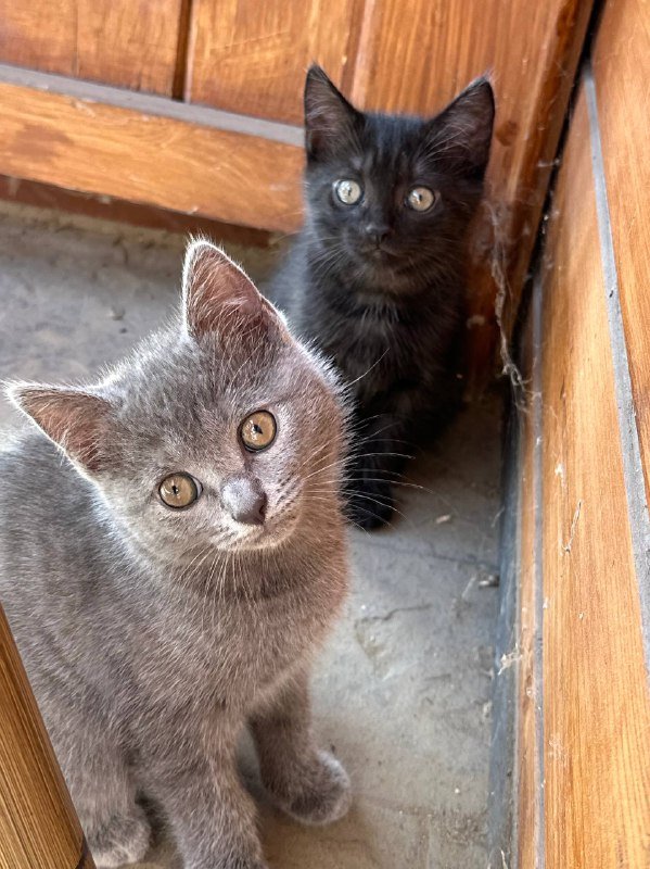 серый котенок, черный котенок 3