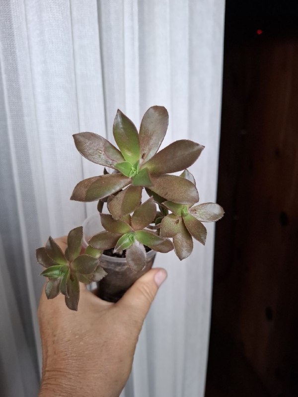 Минимонстера косая, большая монстера, маранта, суккуленты, бегония, сингониумы, папоротник 7