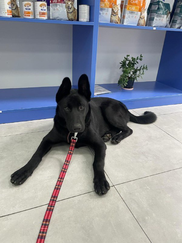 Собака 10 месяцев Ушки ищет дом 4