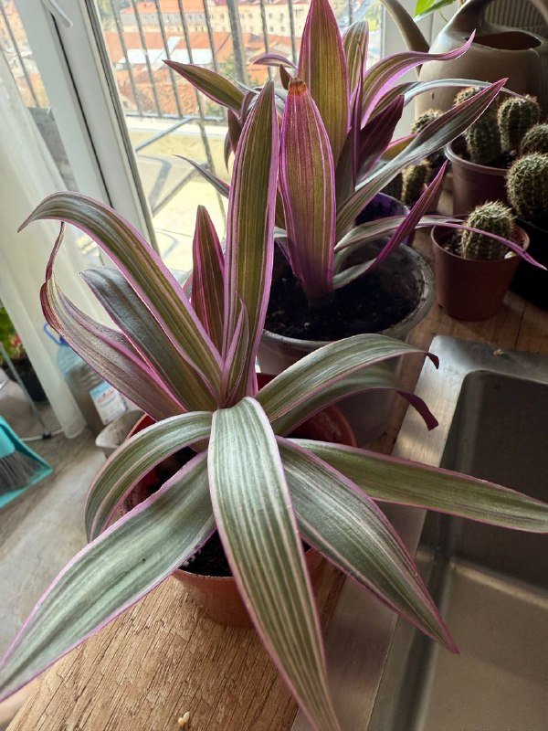 Домашние растения гибазис, традесканция, каллизия, колоказия, суккуленты, кактус, черенки хлорофитум, колеус 4