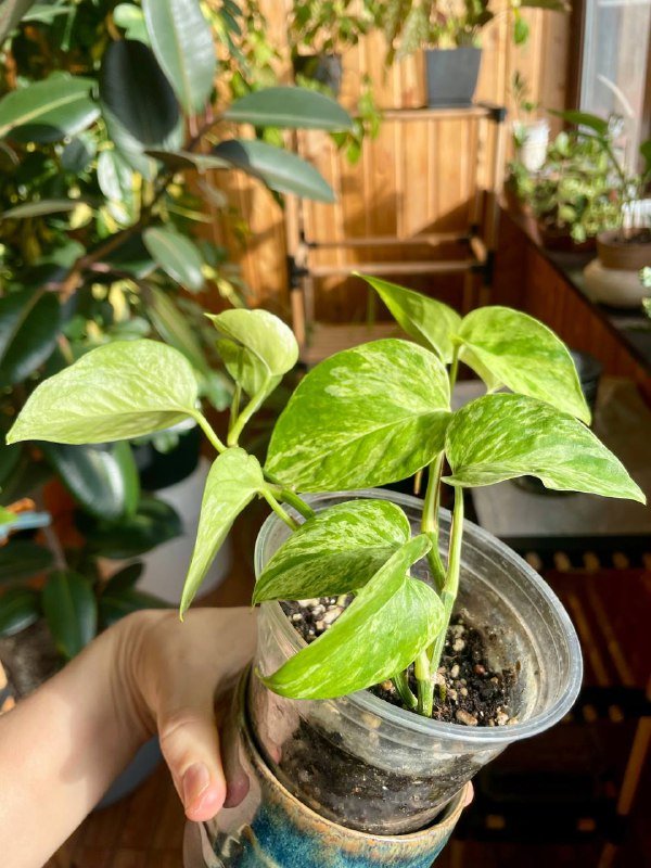 Домашнее растение эпипренум два черенка 2