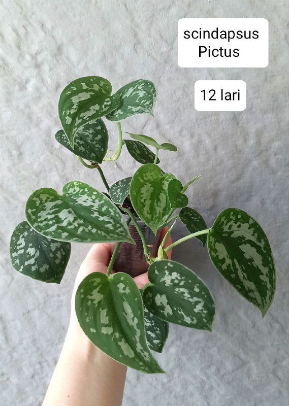 Комнатные растения 3
