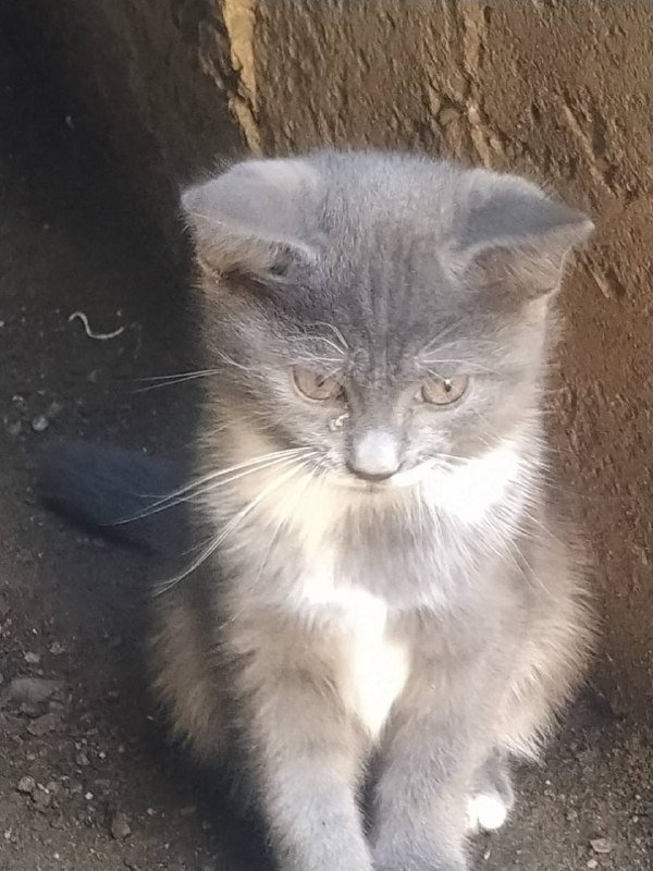 Котята 2 месяца в подарок